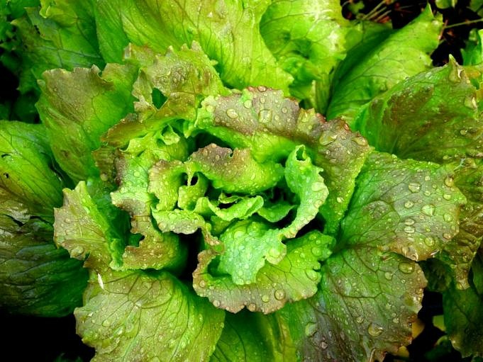 Wie Man Salatblätter Anbaut